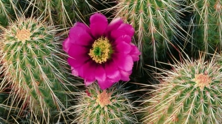 Cactus - needle, cactus, bloom, blooms, nature, needles, pink, flowers, flower