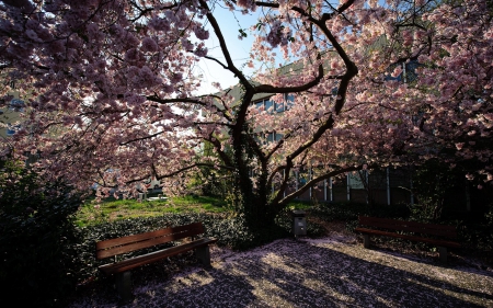 Spring Blossoms - sunshine, springtime, tree, bench, cherry