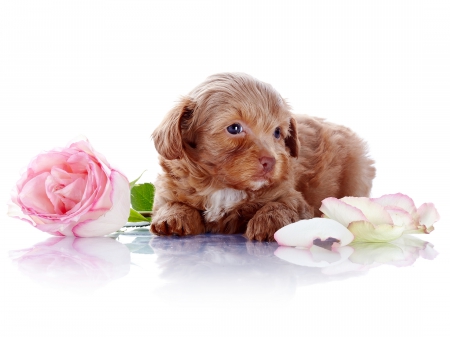 Adorable Puppy - flower, friendly, rose, with love, cute, precious, beautiful, puppy, adorable, eyes, white, brown, dogs, tenderness, dog face, litle, animal, pink, animals, sweet, love, hadacarolina, petals, roses, puppies, nice, lovely, pink rose, dog