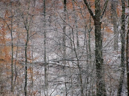 Late Snow in March - Forest, Winter, Snow, Nature