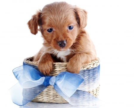 Sweet Puppy - puppy, adorable, animals, basket, dog face, white, bow, dog, blue, dogs, animal, sweet, cute, puppies