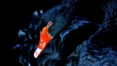 Cygnus - swan, raymond, black, cygnus, bird, nicolas, red, blue, animal