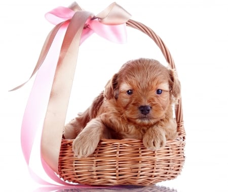 With Love - puppy, adorable, animals, basket, with love, dog face, dog, dogs, sweet, cute, puppies