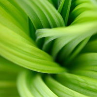 Veratrum Macro