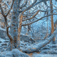 Sapphire Forest - HDR