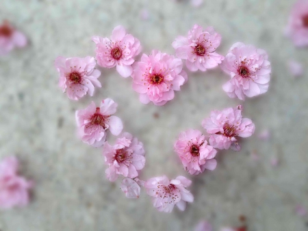 â™¥ Spring - photography, delicate, heart, lovely, spring, softness, cherry blossom, pink, beautiful, blossom, flowers