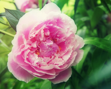 Peony - romantic, pink, peony, summer, flower