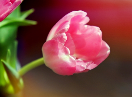 lovely tulip - pink, tulip, lovely, flower, spring