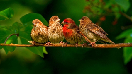 Cute birds - animal, cute, group, bird