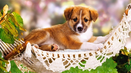 In lacy hammock - puppy, cute, dog, hammock