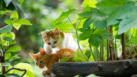 Cute kittens - kitten, cat, feline, play, nature