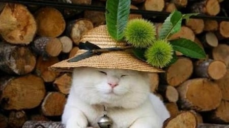 I want a nice photo - hat, nice, kitten, cat