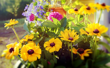 joyful flowers - flowers, colours, colorful, summer, sunshine, joy