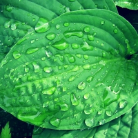 rainy Hosta