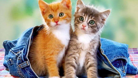 Kittens in jeans - cute, jean, kitten, cat