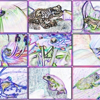 PENCILED FROGS