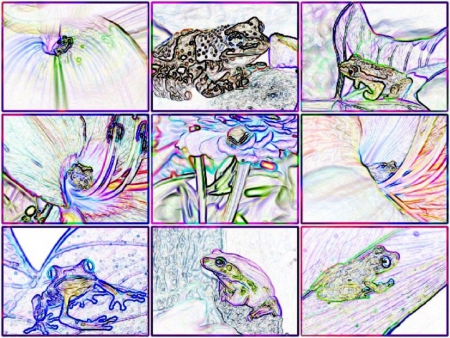 PENCILED FROGS - effects, pencil, creation, frogs