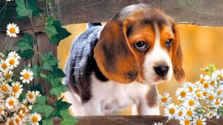 Take me home - beagle, daisy, dog, puppy, flower