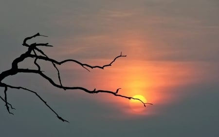 Sunset - tree, abstract, sunset, photo