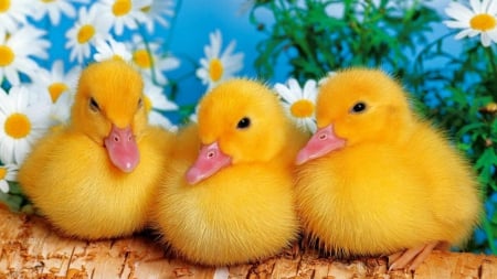 Cute friends - duck, cute, yellow, flower