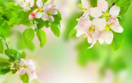 Apple blossom - flowers, blossoms, white, spring, apple, pink, leaves