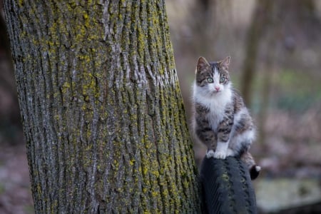 Cat - paws, face, pretty, cute, animals, beautiful, cat, sleeping, kitty, cats, kitten, hat, lovely, cat face