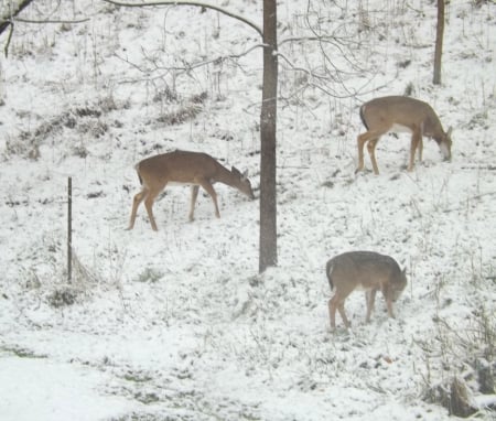 The Hill - white, trees, snow, deer, grass