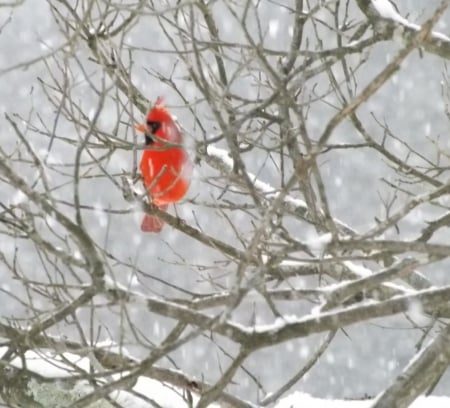 Red Bird - branches, tree, snow, red