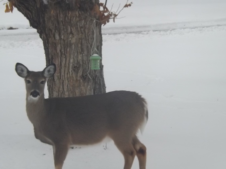 A Morning Hello - white, brown, snow, tree, deer