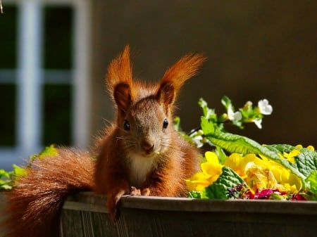 Squirrel - yellow, squirrel, flower, spring