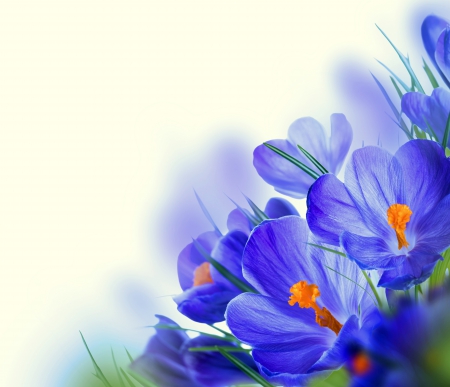 Spring Flowers - flowers, fresh, purple, spring, crocus