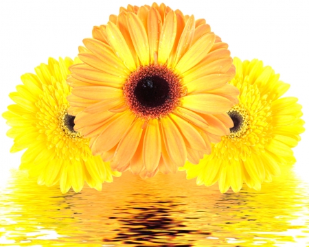 Yellow flowers - flowers, yellow, petals, reflection