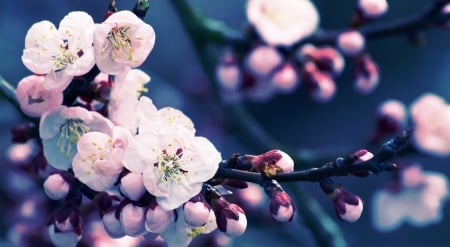 Cherry Blossom - nature, cherry blossom, blossom, cherry, flowers, flower