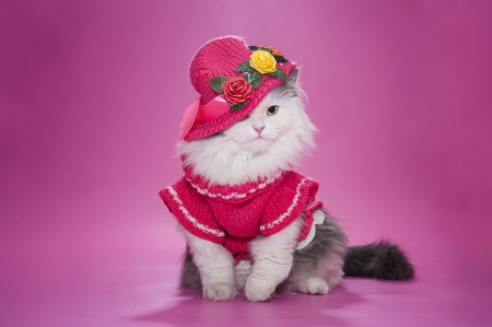 Sweetness - posing, animal, pink, cute, animals, photo, glamor, cat, dress, cats, kitten, hat, cat face