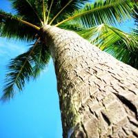 Coconut Tree