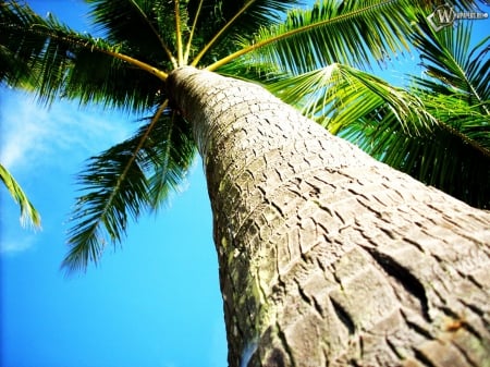 Coconut Tree - coconut, nature, sky, trees, coconut tree, tree