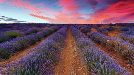 lavender field under beautiful sunset sky - clouds, flowers, field, sunset, rows