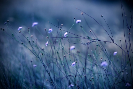 Outdoor Nature - nature, bokeh, macro, field, flowers