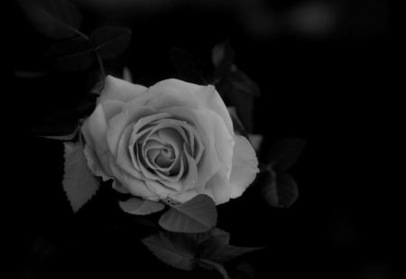 Riflection - beauty, love, nature, white rose, reflection, black and white