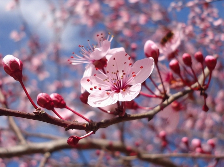 Spring blossoms - blooming, freshness, fragrance, lovely, spring, pretty, blossoms, beautiful, scent, tree