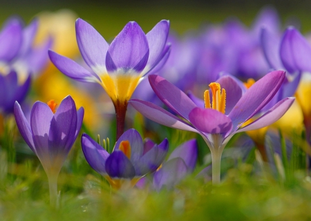 Spring flowers - freshness, meadow, lovely, spring, nature, crocuses, pretty, beautiful, flowers, grass