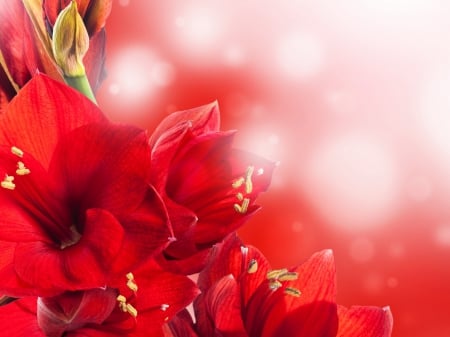 Amaryllis - close up, amaryllis, red, red amaryllis, red flowers, red flower, flowers, flower