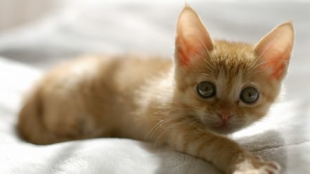 Cute Kitten - brown, cat, cats, kittens, orange kitten, cute, cute kitten, kitten