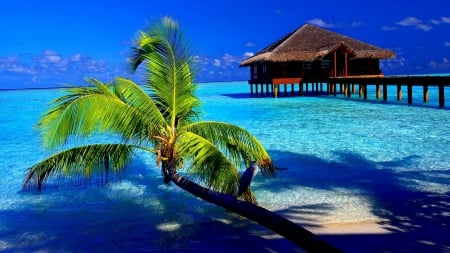 tropical bungalow on stills - stilts, sky, beach, tree, sea, bungalow