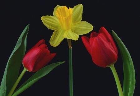 Spring Flowers - black, tulips, yellow, Spring, red, Easter, daffodil