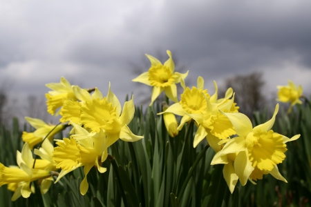 yellow daffodils