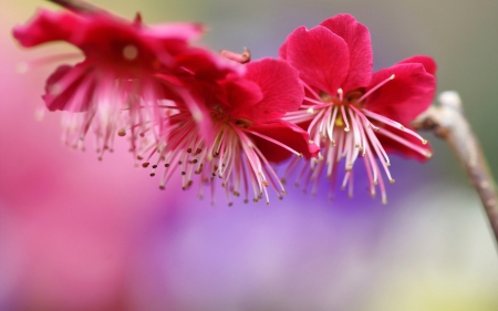 Branch - flower, pink, flowers, spring, blossom, nature, branch