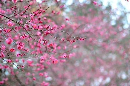 Spring Flowers - nature, bokeh, trees, petals, spring time, splendor, pink flowers, spring