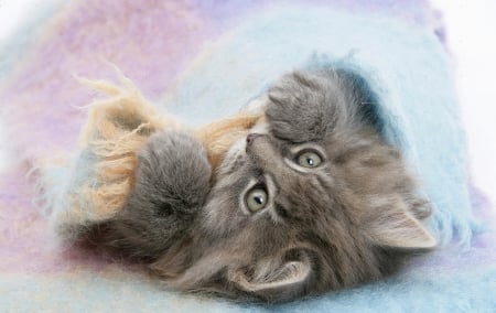 cute kitten under a blanket - blanket, kitten, cute, cats, animals