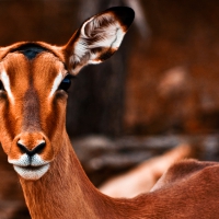 Impala Female